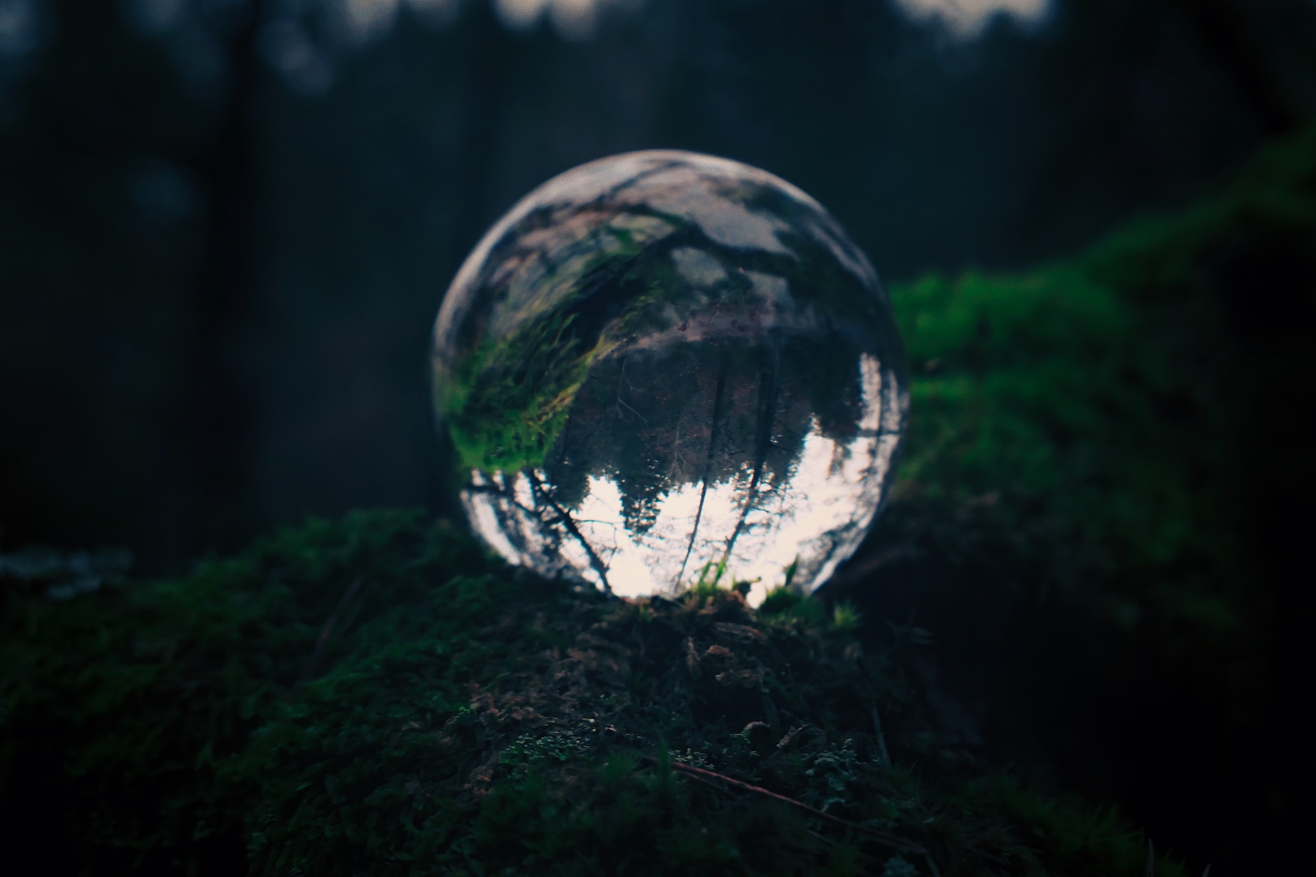 Water droplet signifying the earth in a forest. Efficient businesses can be more green.